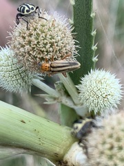 Chauliognathus scriptus