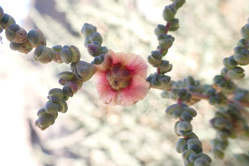 Nitrosalsola vermiculata image