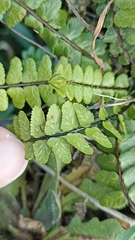 Asplenium azoricum