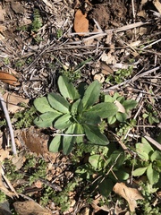 Plantago virginica