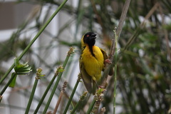 Ploceus cucullatus