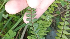 Asplenium azoricum