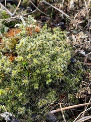 Racomitrium canescens