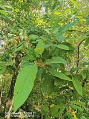 Styrax ramirezii