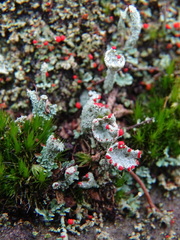 Cladonia digitata