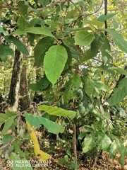 Styrax ramirezii