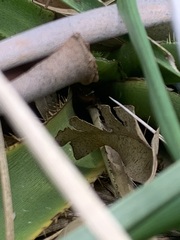 Scinax squalirostris