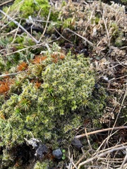 Racomitrium canescens