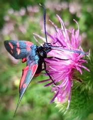 Zygaena ephialtes