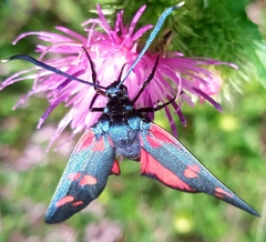 Zygaena ephialtes