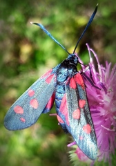 Zygaena ephialtes