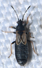 Ischnodemus sabuleti