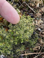 Racomitrium canescens