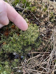 Racomitrium canescens