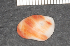 Nucella emarginata