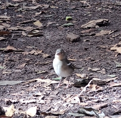 Fringilla coelebs canariensis
