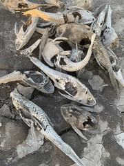 Hypostomus commersoni