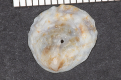 Crepipatella lingulata