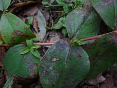 Hypericum androsaemum
