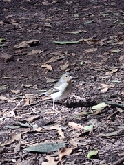 Fringilla coelebs canariensis