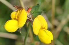 Lotus corniculatus corniculatus