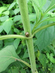 Chelymorpha cribraria