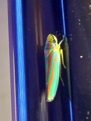 Graphocephala fennahi