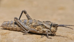 Acinipe