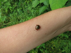 Chelymorpha cribraria