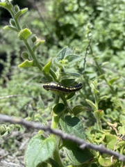 Sympistis perscripta