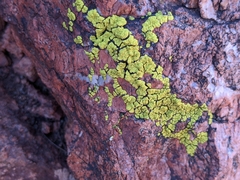 Acarosporaceae