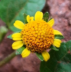 Acmella uliginosa
