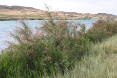 Tamarix ramosissima