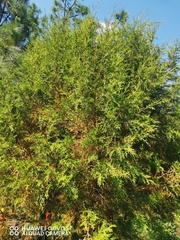 Juniperus