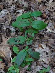 Hypericum androsaemum