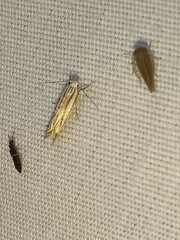 Polyhymno luteostrigella