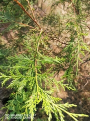 Juniperus
