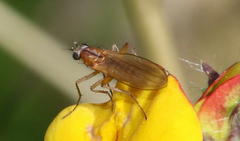 Lonchoptera bifurcata