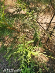 Juniperus