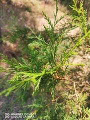 Juniperus