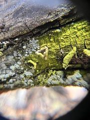 Chrysothrix xanthina