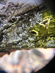 Chrysothrix xanthina