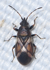 Oxycarenus modestus