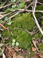 Bryum