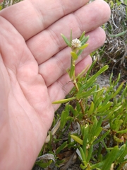 Blutaparon vermiculare