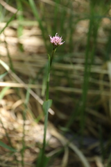 Traunsteinera globosa