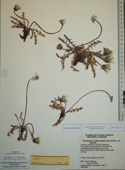 Taraxacum scanicum