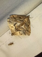 Parapoynx obscuralis