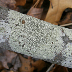 Lecanora