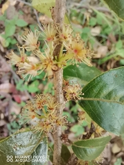Xylosma flexuosa